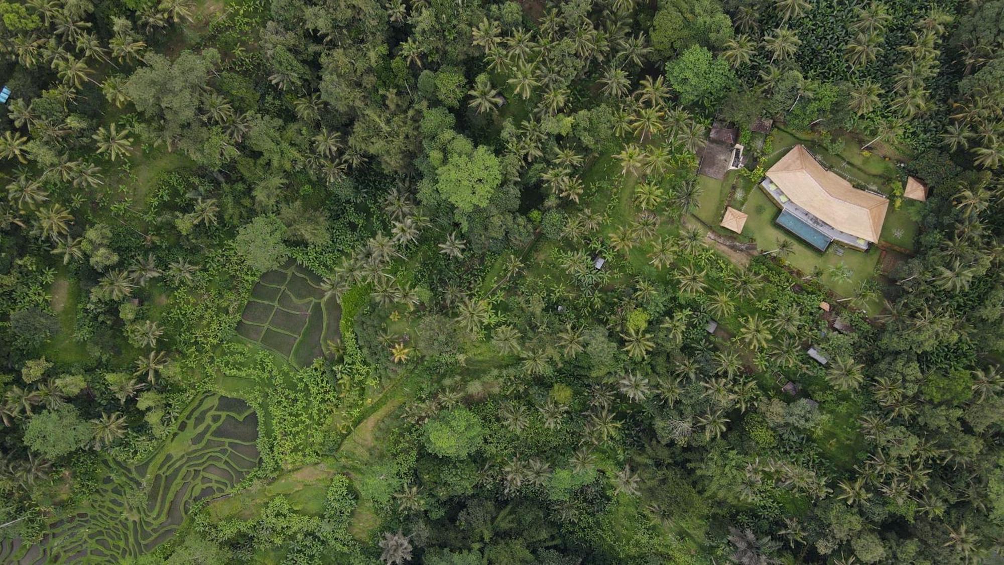Villa Themma Jungle - Sumptuous 3Br Luxury Villa With Majestic Jungle View North Of Ubud Екстер'єр фото